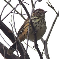 Speckled Warbler